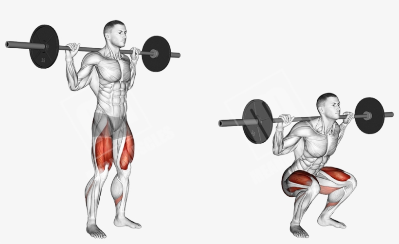 how many squats should a beginner do